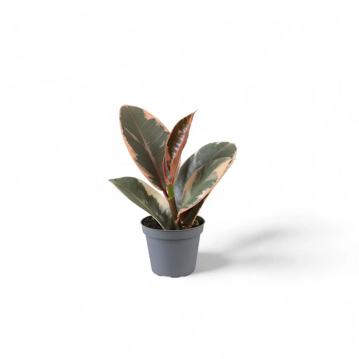Ficus elastica 'Tineke' potted plant in nursery pot on white background.