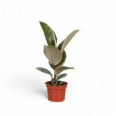 Ficus elastica 'Tineke' potted plant in nursery pot on white background.