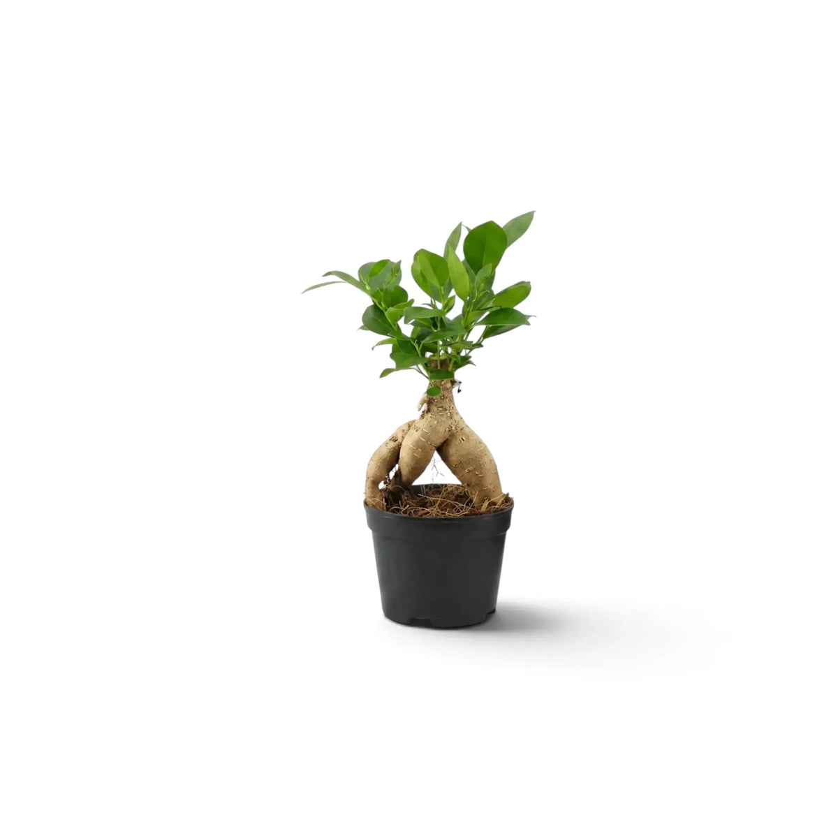 Baby Ficus microcarpa 'Ginseng' with bulbous exposed roots and glossy green foliage