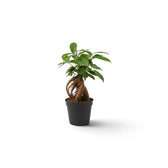 Baby Ficus microcarpa 'Ginseng' in a nursery pot with a swollen root base and dense green foliage