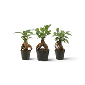 Full view of baby Ficus microcarpa 'Ginseng' with twisting exposed roots and a branched green canopy