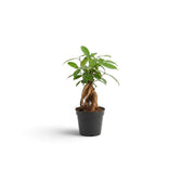 Baby Ficus microcarpa 'Ginseng' with a swollen root base and dense green foliage
