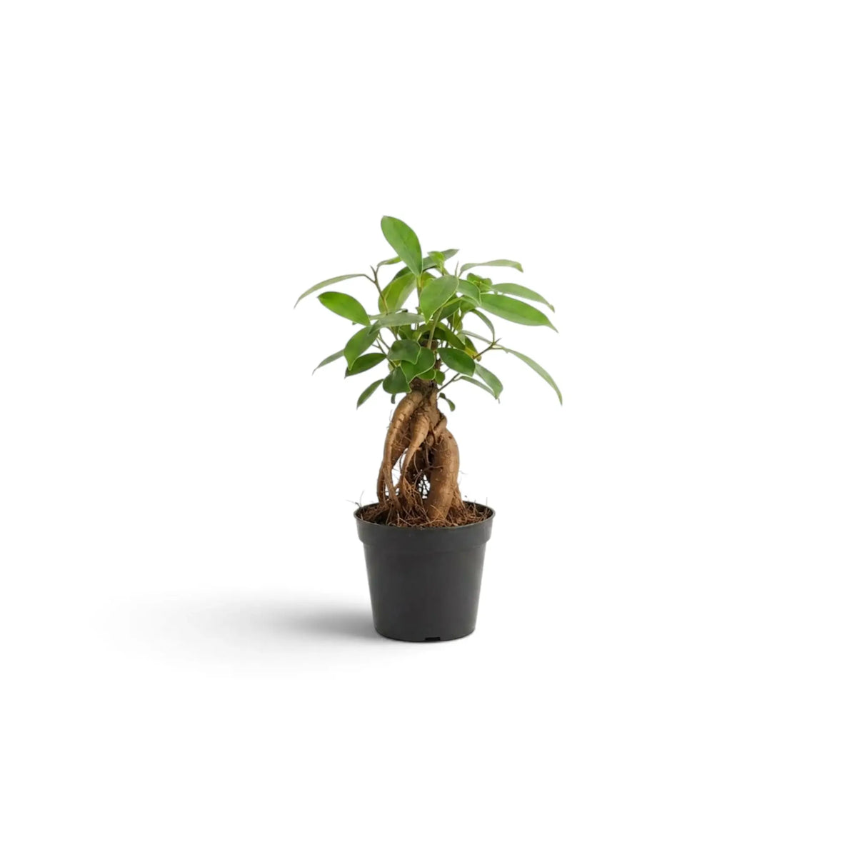 Baby Ficus microcarpa 'Ginseng' with a swollen root base and dense green foliage
