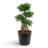Extra-large Ficus microcarpa 'Ginseng' with a swollen root base and dense green foliage