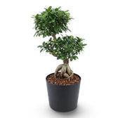 Extra-large Ficus microcarpa 'Ginseng' in a nursery pot with bulbous exposed roots and a rounded green canopy