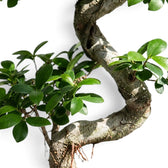 Close-up of Ficus microcarpa 'Ginseng' with glossy oval green leaves on fine branching stems
