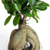 Ficus microcarpa 'Ginseng' foliage detail with smooth dark green leaves and gently pointed tips
