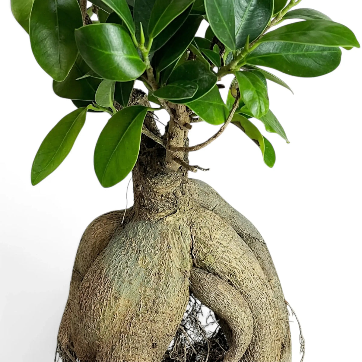 Ficus microcarpa 'Ginseng' foliage detail with smooth dark green leaves and gently pointed tips
