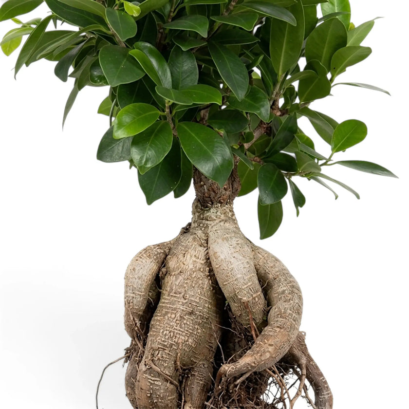 Close-up of Ficus microcarpa 'Ginseng' with layered green foliage on slender woody twigs