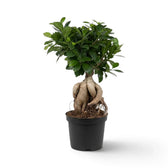 Large Ficus microcarpa 'Ginseng' with bulbous exposed roots and glossy green foliage