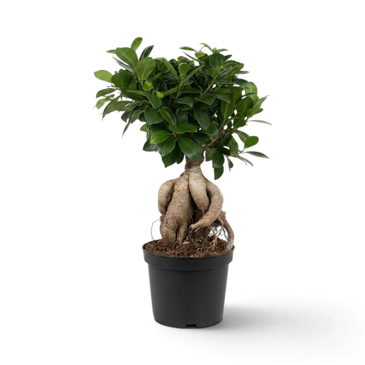 Large Ficus microcarpa 'Ginseng' with bulbous exposed roots and glossy green foliage