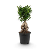 Large Ficus microcarpa 'Ginseng' with a swollen root base and dense green foliage