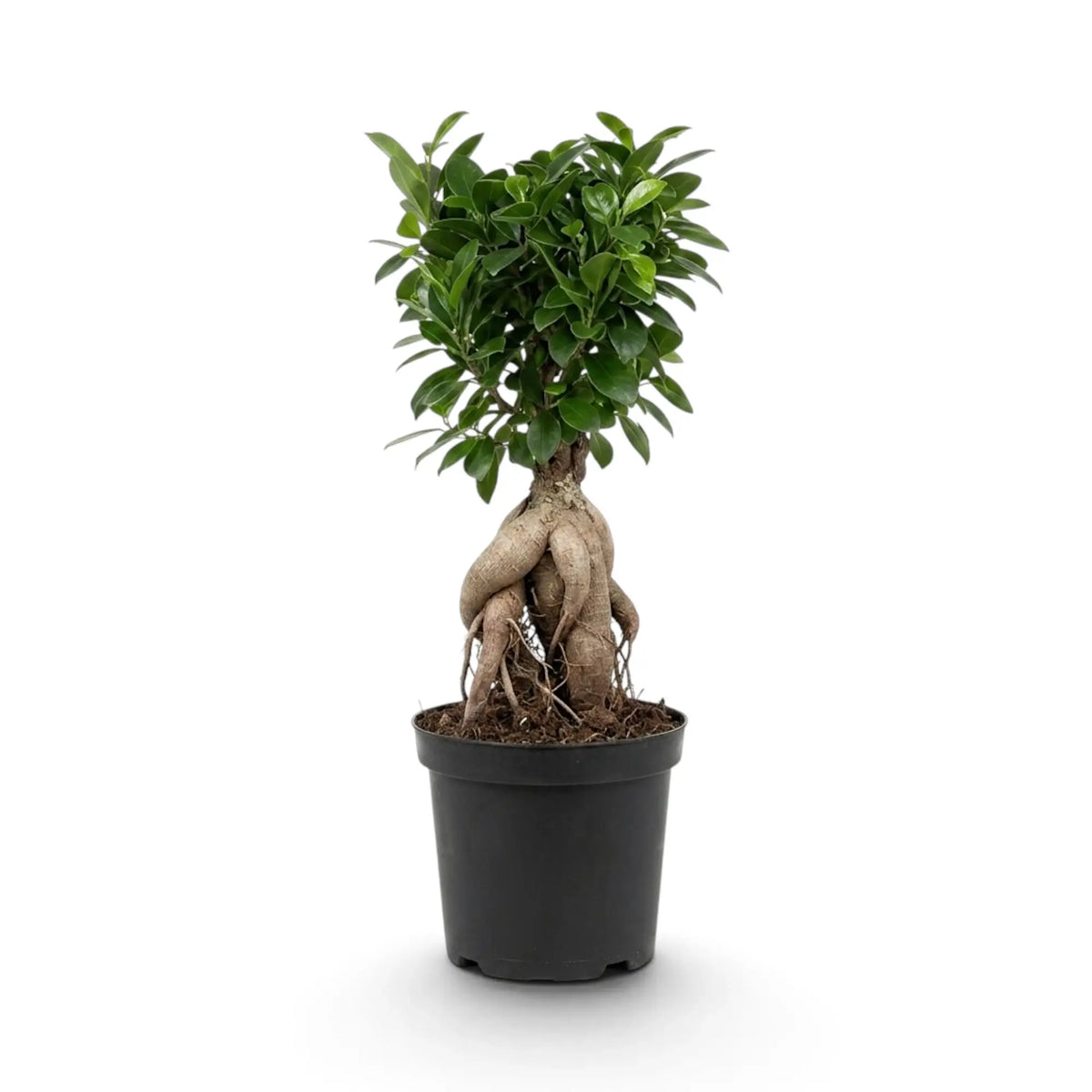 Large Ficus microcarpa 'Ginseng' with a swollen root base and dense green foliage