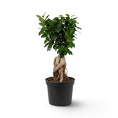 Large Ficus microcarpa 'Ginseng' in a nursery pot with bulbous exposed roots and a rounded green canopy