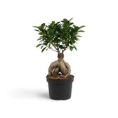 Medium Ficus microcarpa 'Ginseng' with bulbous exposed roots and glossy green foliage