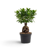 Medium Ficus microcarpa 'Ginseng' in a nursery pot with bulbous exposed roots and a rounded green canopy