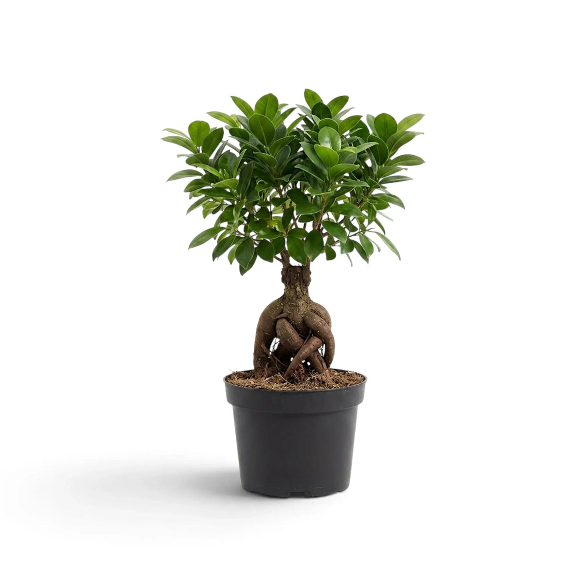 Medium Ficus microcarpa 'Ginseng' in a nursery pot with bulbous exposed roots and a rounded green canopy