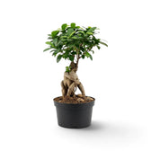 Full view of medium Ficus microcarpa 'Ginseng' with twisting exposed roots and a branched green canopy