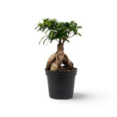 Medium Ficus microcarpa 'Ginseng' with bulbous exposed roots and glossy oval leaves