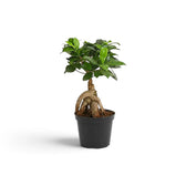 Small Ficus microcarpa 'Ginseng' with bulbous exposed roots and glossy green foliage