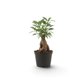 Small Ficus microcarpa 'Ginseng' with a swollen root base and dense green foliage