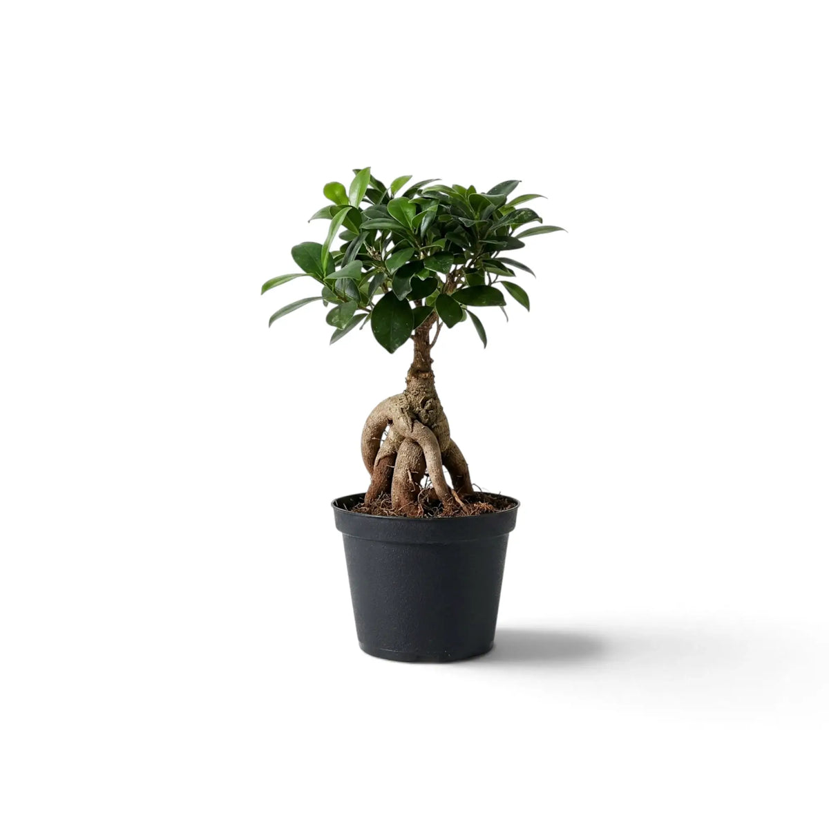 Small Ficus microcarpa 'Ginseng' in a nursery pot with bulbous exposed roots and a rounded green canopy