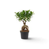 Full view of small Ficus microcarpa 'Ginseng' with twisting exposed roots and a branched green canopy