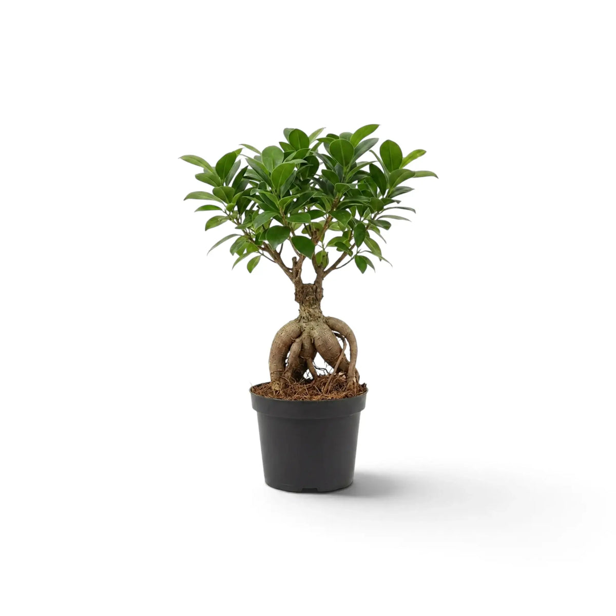 Full view of small Ficus microcarpa 'Ginseng' with twisting exposed roots and a branched green canopy
