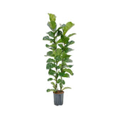 Ficus lyrata 'Bambino' potted plant in nursery pot on white background.