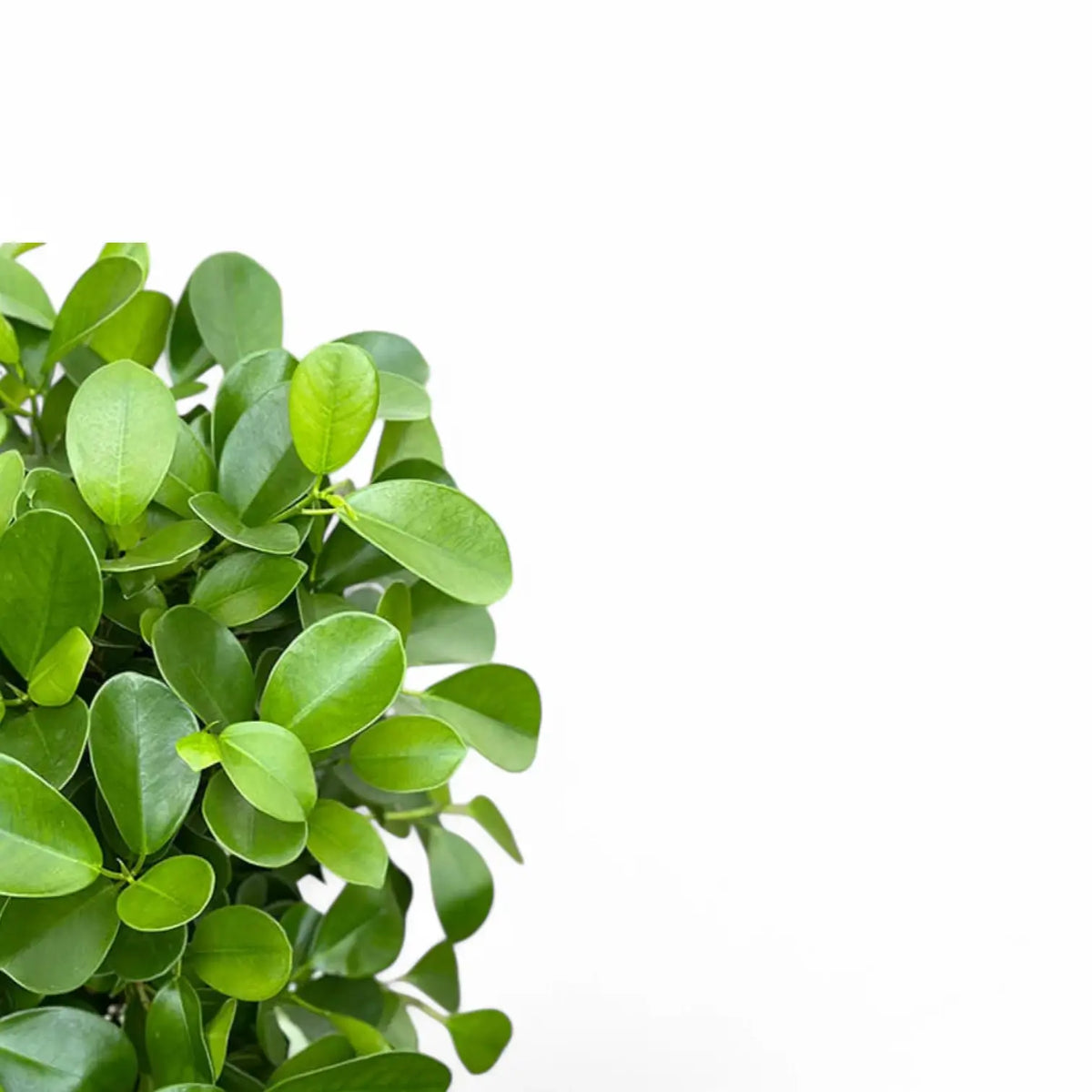 Ficus microcarpa 'Moclame' potted plant in nursery pot on white background.