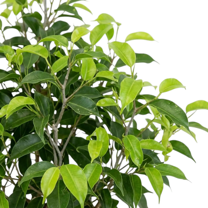 Fresh lime-green leaves among mature dark green foliage of Ficus benjamina 'Natasja'