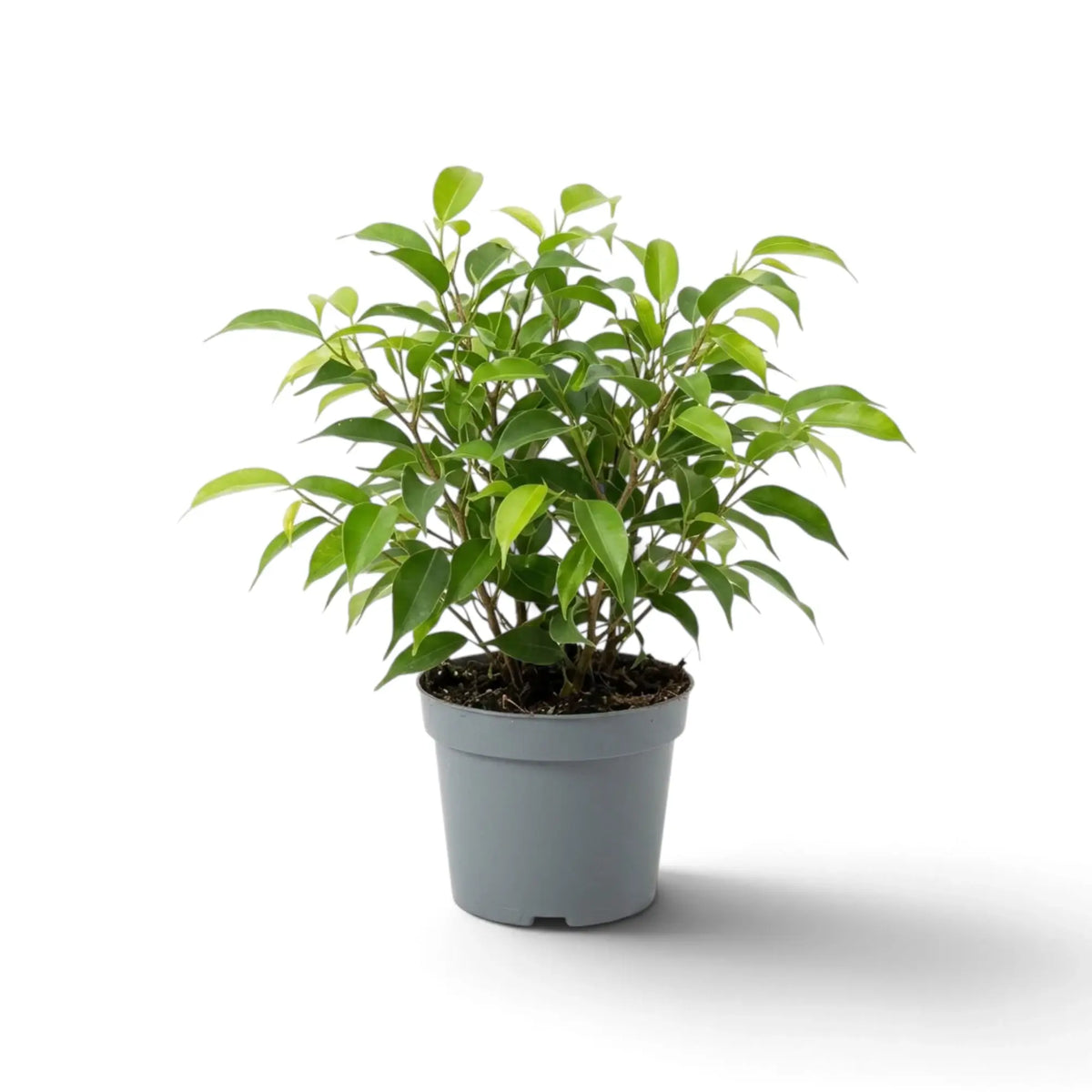 Ficus benjamina 'Natasja' im grauen Topf mit kleinen grünen Blättern an verholzten Zweigen