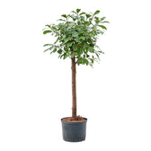 Ficus reflexa Zimmerpflanze im Anzuchttopf vor weißem Hintergrund, Produktfoto 2.