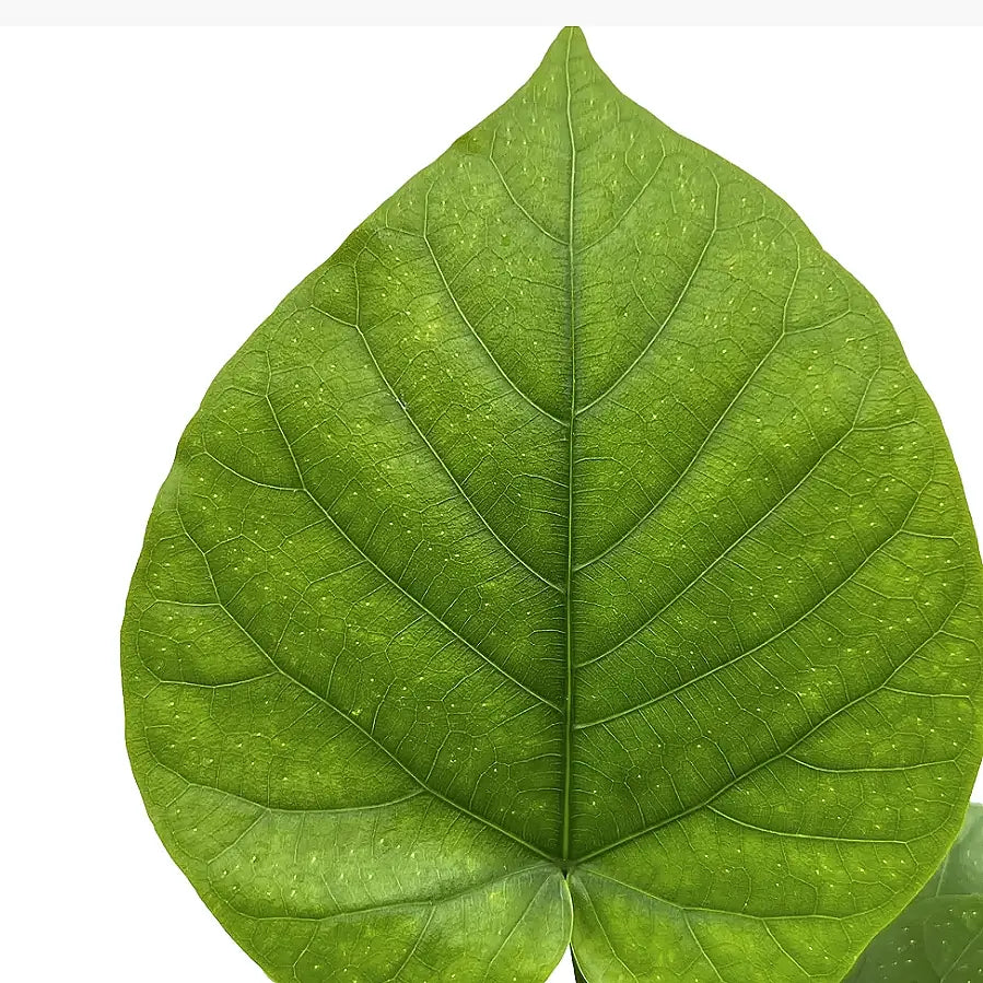 Ficus umbellata leaf detail on white background.