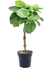 Ficus umbellata potted plant in nursery pot on white background.