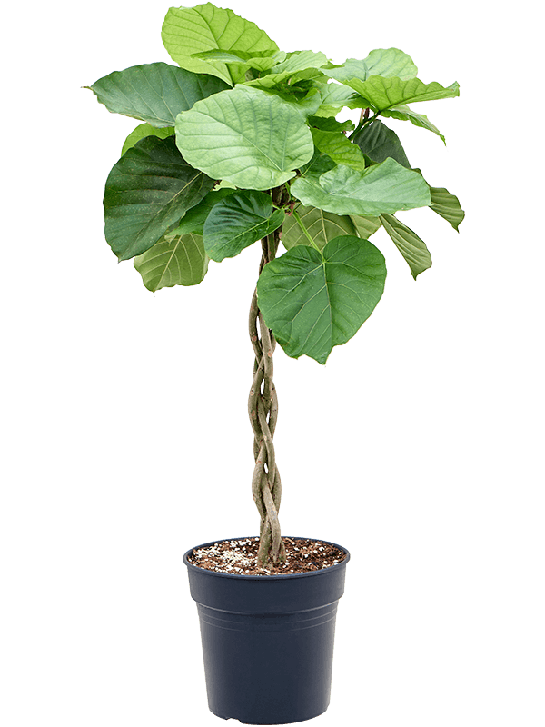 Ficus umbellata potted plant in nursery pot on white background.