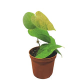 Ficus villosa Zimmerpflanze im Anzuchttopf vor weißem Hintergrund, Produktfoto 3.