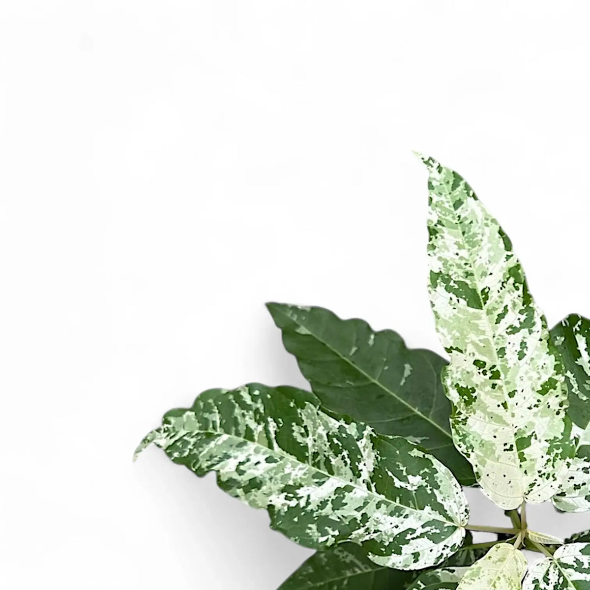 Nahaufnahme eines Blatts von Ficus virens 'Snowstorm' vor weißem Hintergrund.