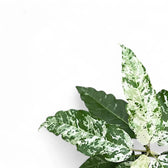 Nahaufnahme eines Blatts von Ficus virens 'Snowstorm' vor weißem Hintergrund.