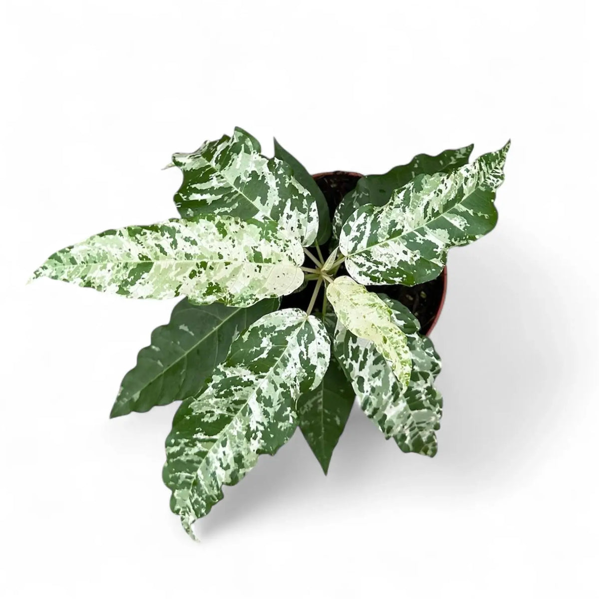 Ficus virens 'Snowstorm' – Topfpflanze im Kulturtopf vor weißem Hintergrund, Produktfoto 3.