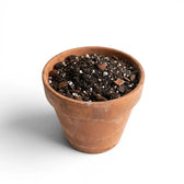 Terracotta pot withFicus potting mix on a white background