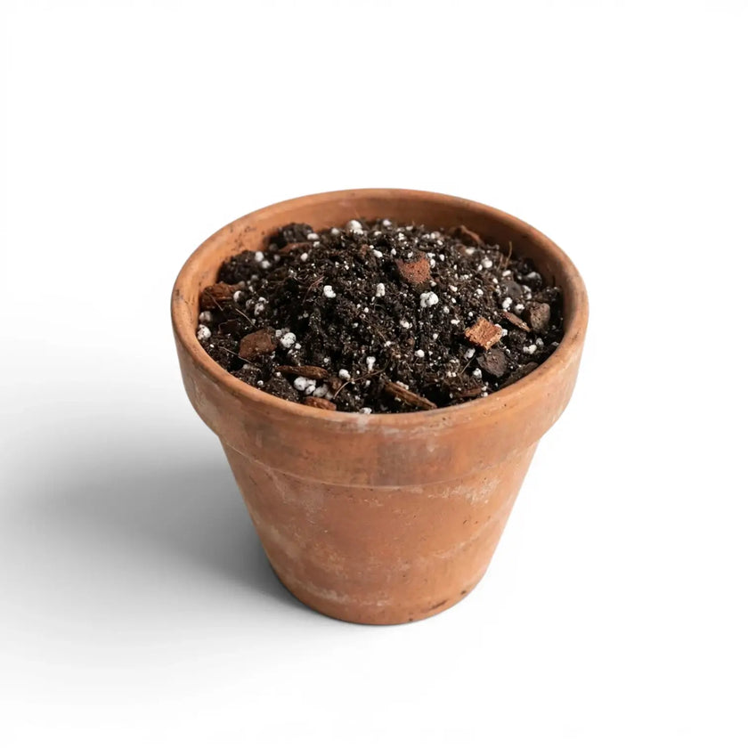 Terracotta pot withFicus potting mix on a white background