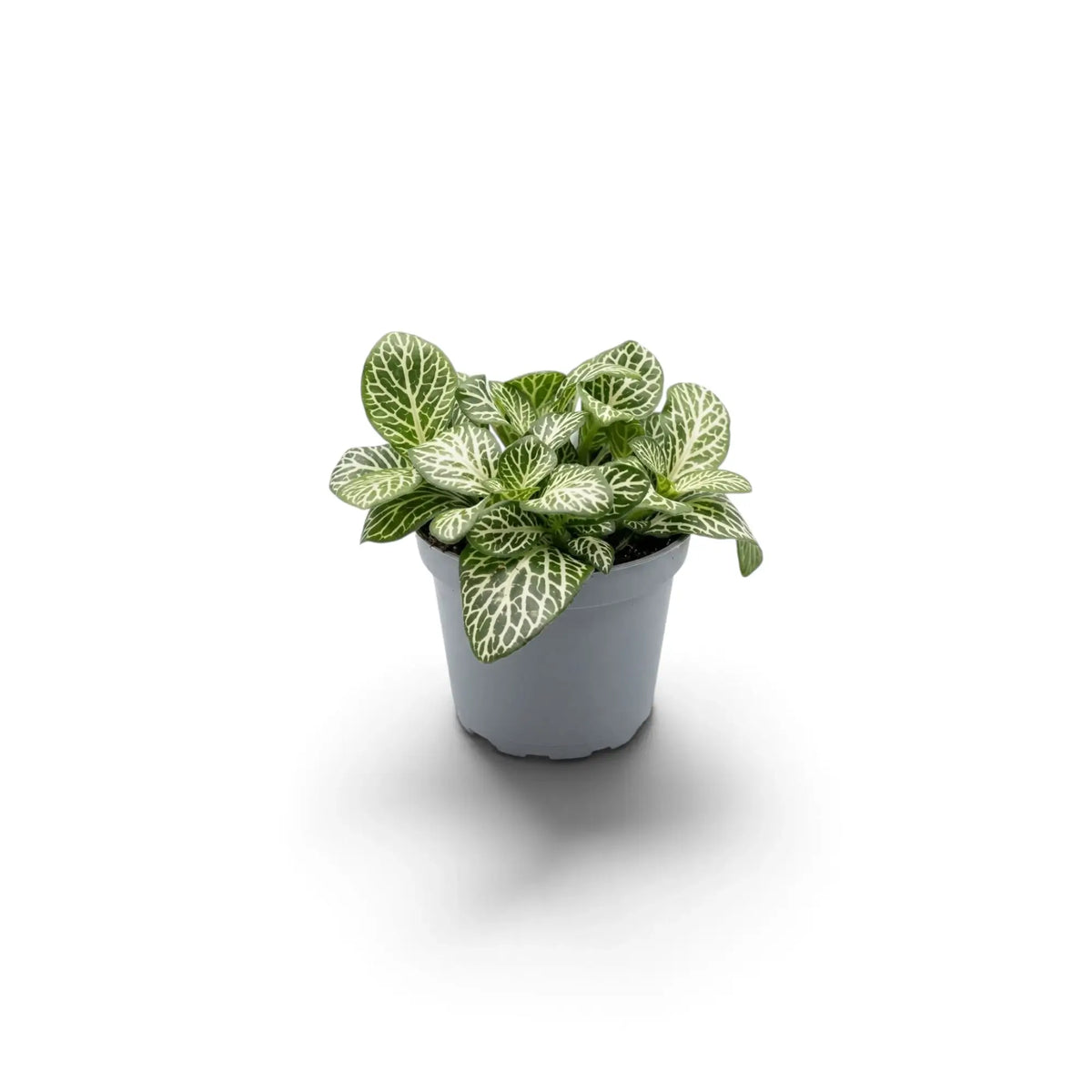 Potted baby Fittonia albivenis with densely overlapping leaves and contrasting white vein networks