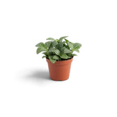 Small Fittonia albivenis forming a low mound of oval green leaves with fine white veining