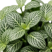 Fittonia albivenis leaf detail with prominent white midribs and fine side veins
