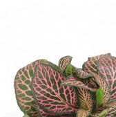 Fittonia albivenis 'Pink Ruby' ('Pink Specik') – Blattdetail vor weißem Hintergrund..