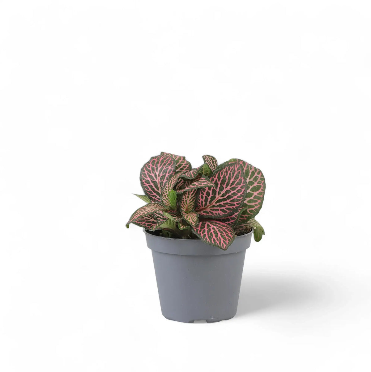 Fittonia albivenis 'Pink Ruby' ('Pink Specik') Zimmerpflanze im Anzuchttopf vor weißem Hintergrund, Produktfoto 2.