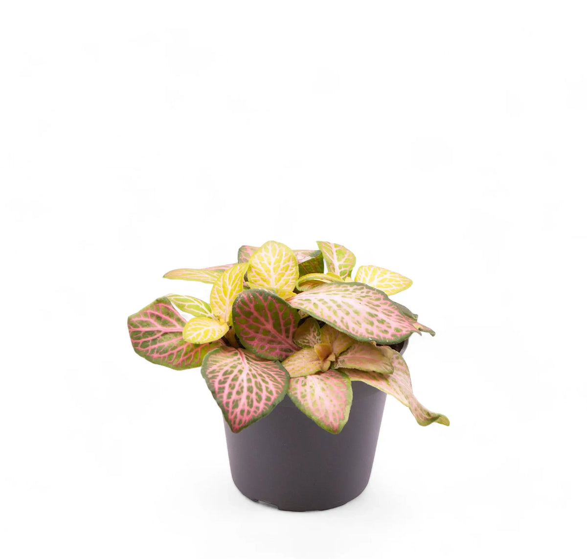 Fittonia albivenis 'Pink Ruby' ('Pink Specik') Zimmerpflanze im Anzuchttopf vor weißem Hintergrund, Produktfoto 3.