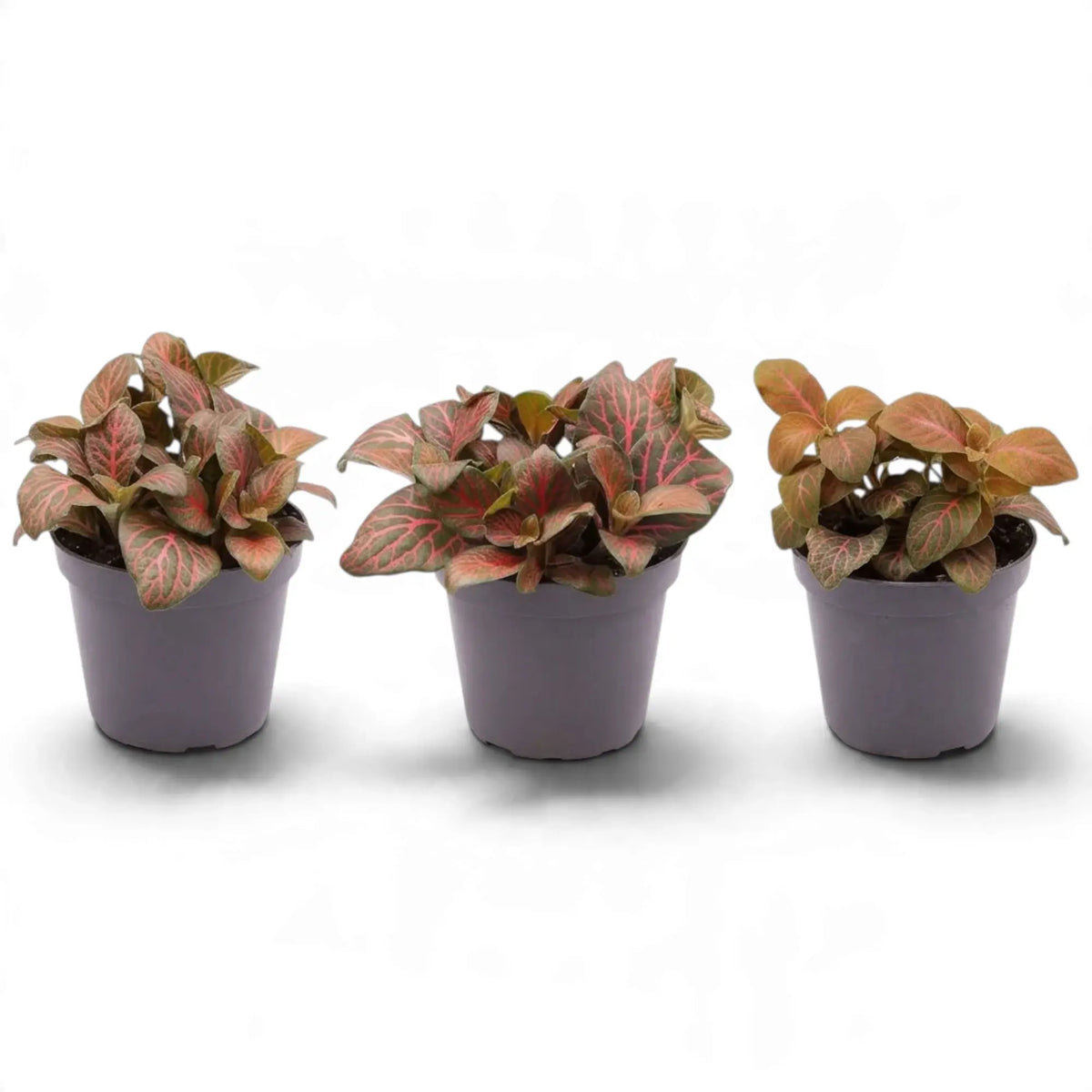 Three potted Fittonia 'Joly Josan Red' plants with pink and green leaves