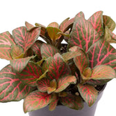 Close-up of Fittonia 'Joly Josan Red' leaves traced with bright pink veins